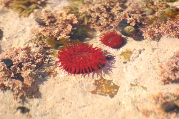 rock pool